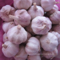 Export Chinese fresh garlic high quality garlic wholesale